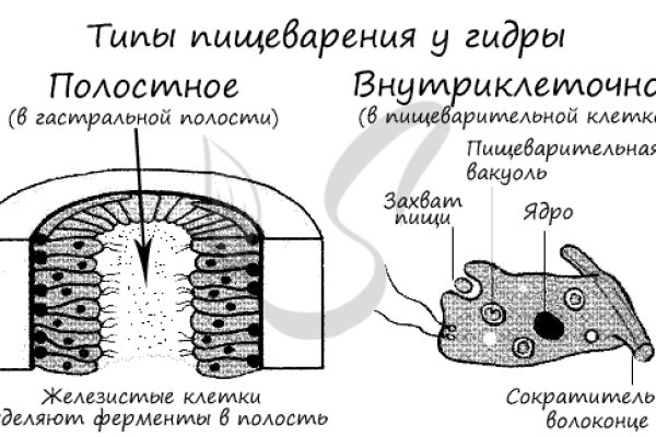 Официальный сайт kraken kraken clear com